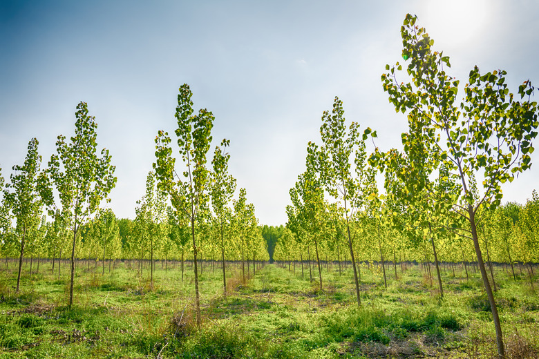 tree alley at spring